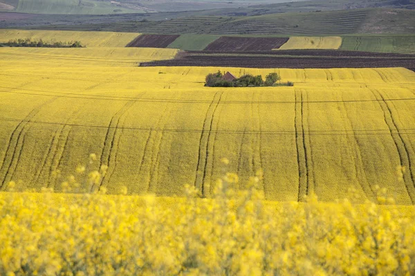 Small Abandoned Wooden House Yellow Flowering Rape Field Nature Spring — Stock Photo, Image