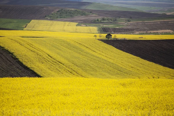 Schön Blühendes Gelbes Rapsfeld Frühling Auf Dem Land — Stockfoto