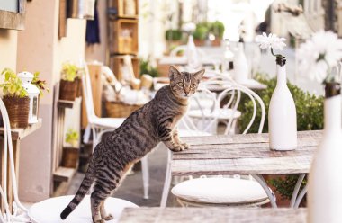 Güzel kedi Tuscany, dar sokaklarında bir Teras, masada oturmak
