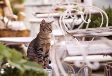 Güzel kedi Tuscany, dar sokaklarında bir Teras, masada oturmak