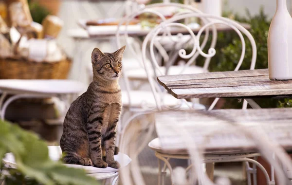 Güzel kedi Tuscany, dar sokaklarında bir Teras, masada oturmak