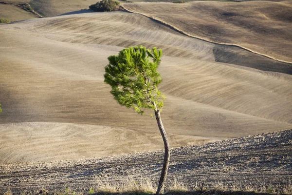 フィールドでの孤独な木 秋の風景 — ストック写真