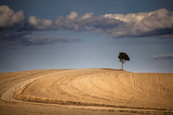 Весна Осенний Пейзаж Одиноким Деревом Поле — стоковое фото