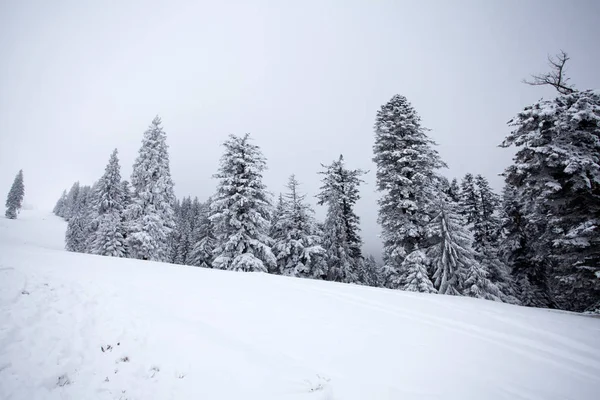 圣诞节和新年背景与冬天树在山覆盖以新鲜的雪魔术假日背景 — 图库照片