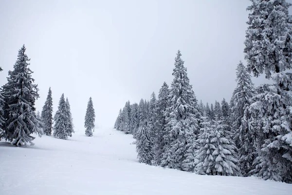 Новогодний Рождественский Фон Зимними Деревьями Горах Покрытыми Свежим Снегом Волшебный — стоковое фото