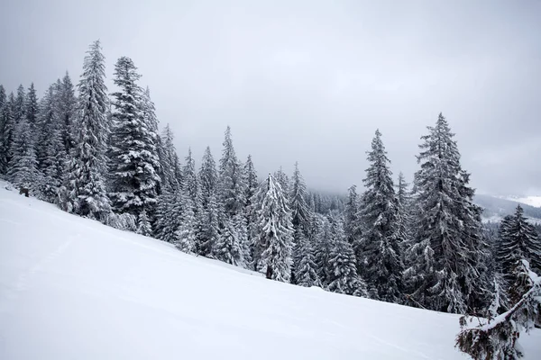 Fond Noël Nouvel Avec Des Arbres Hiver Dans Les Montagnes — Photo