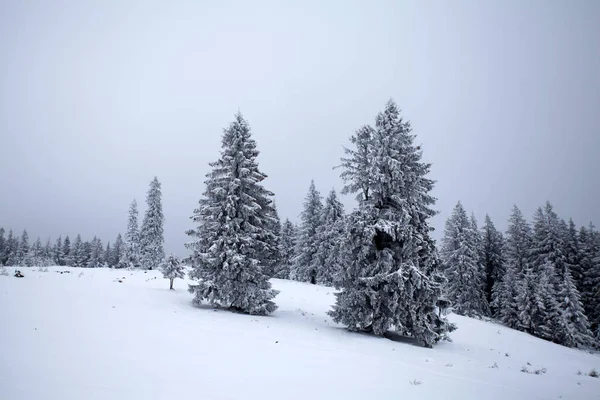 Christmas New Year Background Winter Trees Mountains Covered Fresh Snow — Stock Photo, Image