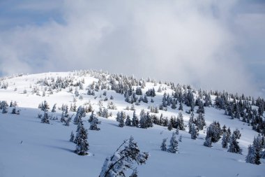 Taze kar - Magic tatil arka plan ile Noel ve yeni yıl arka plan dağlarda kış ağaçları ile kaplı