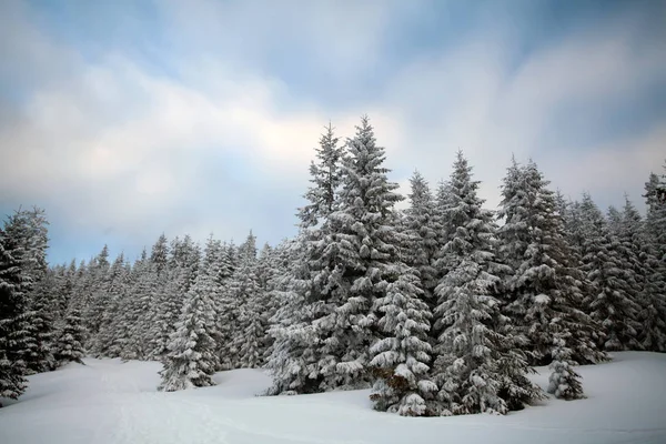 圣诞节和新年背景与冬天树在山覆盖以新鲜的雪魔术假日背景 — 图库照片