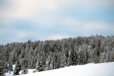 Taze kar - Magic tatil arka plan ile Noel ve yeni yıl arka plan dağlarda kış ağaçları ile kaplı