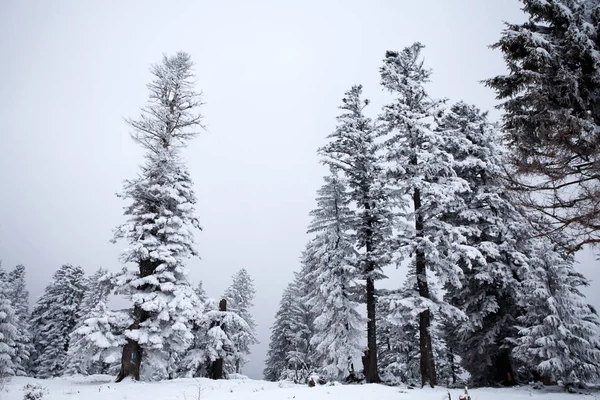 Christmas New Year Background Winter Trees Mountains Covered Fresh Snow — Stock Photo, Image