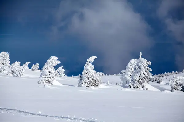 圣诞节和新年背景与冬天树在山覆盖以新鲜的雪魔术假日背景 — 图库照片