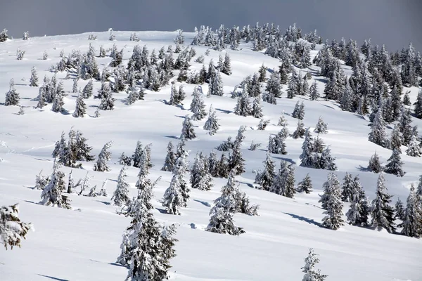 Taze Kar Magic Tatil Arka Plan Ile Noel Yeni Yıl — Stok fotoğraf