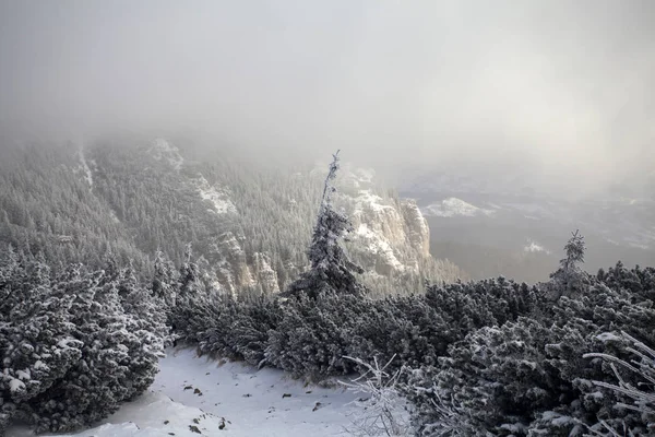 Fondo Navidad Año Nuevo Con Árboles Invierno Montañas Cubiertas Nieve —  Fotos de Stock