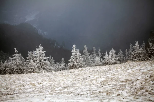 Boże Narodzenie Nowy Rok Tło Drzewa Zimą Góry Pokryte Świeżego — Zdjęcie stockowe