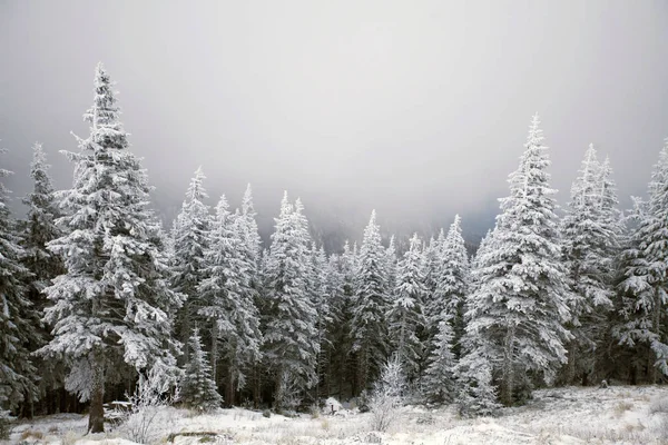 Christmas New Year Background Winter Trees Mountains Covered Fresh Snow — Stock Photo, Image