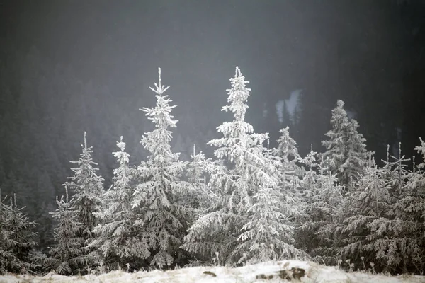 圣诞节和新年背景与冬天树在山覆盖以新鲜的雪魔术假日背景 — 图库照片