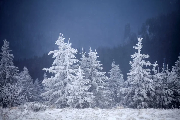 Natale Capodanno Sfondo Con Alberi Invernali Montagne Coperte Neve Fresca — Foto Stock