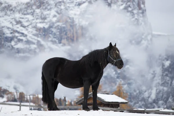 Horses Winter Meadow Schlern Sciliar Mountain Peaks Background Dolomite Alps — Stock Photo, Image