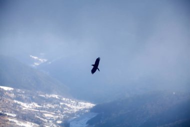 Karlı dağların üzerinde uçan kuş