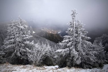 Taze kar - Magic tatil arka plan ile Noel ve yeni yıl arka plan dağlarda kış ağaçları ile kaplı