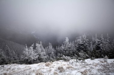 Taze kar - Magic tatil arka plan ile Noel ve yeni yıl arka plan dağlarda kış ağaçları ile kaplı