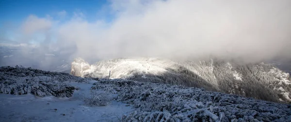 Снежные Елки Тумане Горах Волшебный Праздничный Фон — стоковое фото