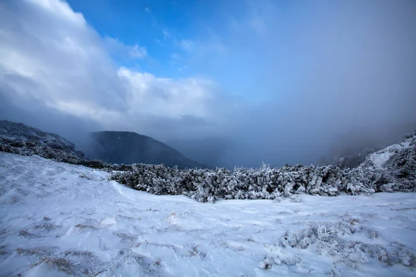 Snöiga Granar Dimma Bergen Magisk Semester Bakgrund — Stockfoto