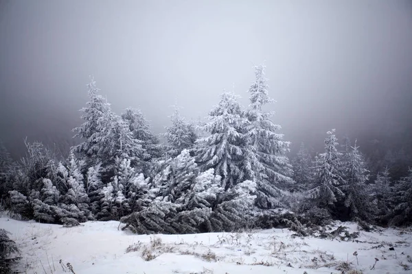 Різдвяний Новорічний Фон Зимовими Деревами Горах Вкритими Свіжим Снігом Чарівний — стокове фото