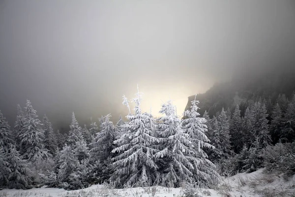 Christmas New Year Background Winter Trees Mountains Covered Fresh Snow — Stock Photo, Image