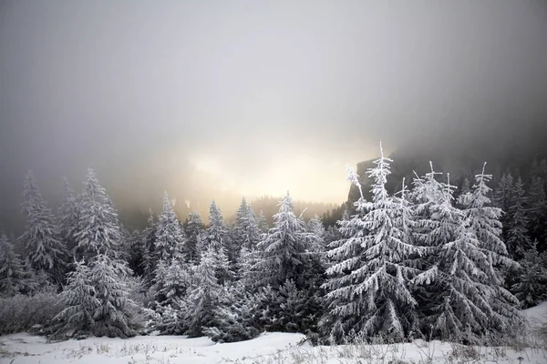 Jul Och Nyår Bakgrund Med Vinter Träd Berg Täckt Nysnö — Stockfoto