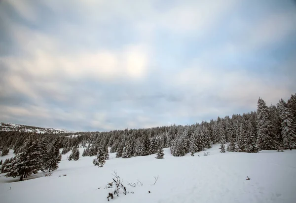 圣诞节和新年背景与冬天树在山覆盖以新鲜的雪魔术假日背景 — 图库照片