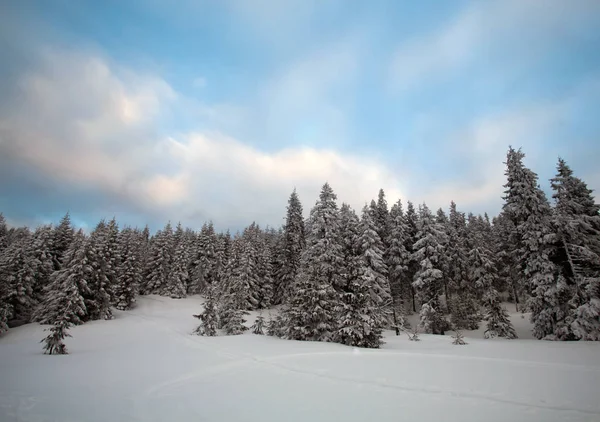 マジック休日背景で覆われた冬の山の中の木にクリスマスと新年の背景 — ストック写真