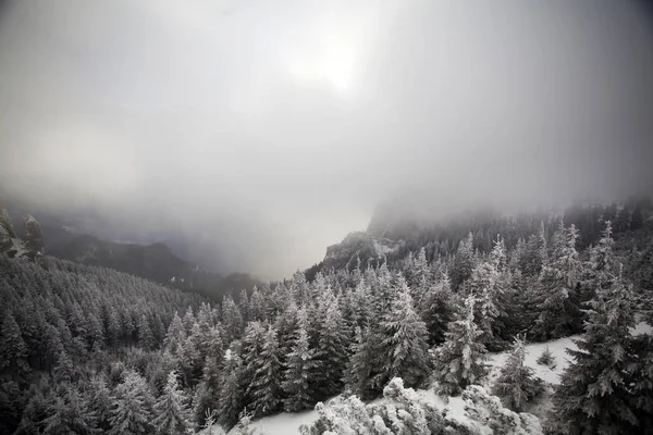 Jul Och Nyår Bakgrund Med Vinter Träd Berg Täckt Nysnö — Stockfoto