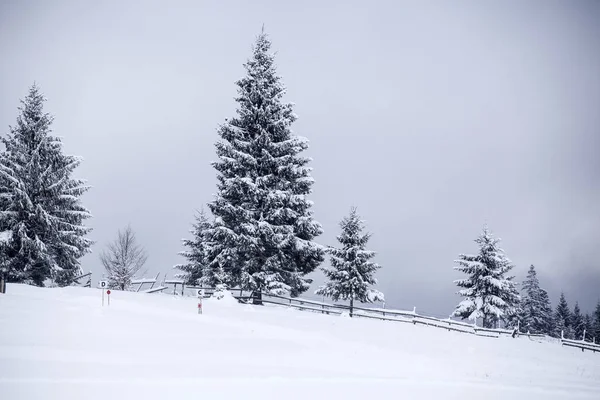 Jul Och Nyår Bakgrund Med Vinter Träd Berg Täckt Nysnö — Stockfoto