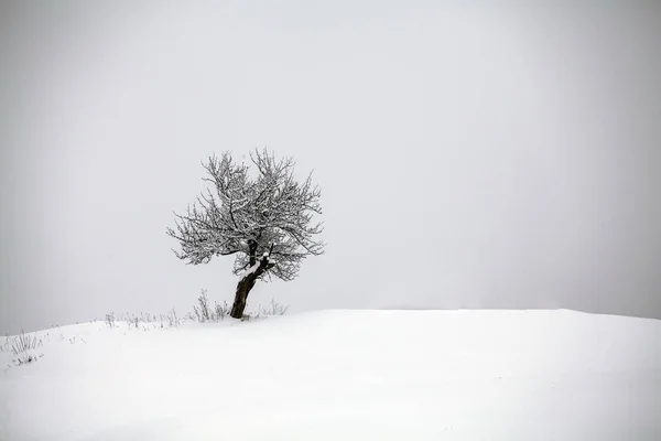 Magia Vacanza Sfondo Albero Solitario Nella Neve Fresca — Foto Stock