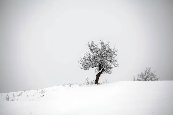 Волшебный Праздничный Фон Одинокой Елки Свежем Снегу — стоковое фото