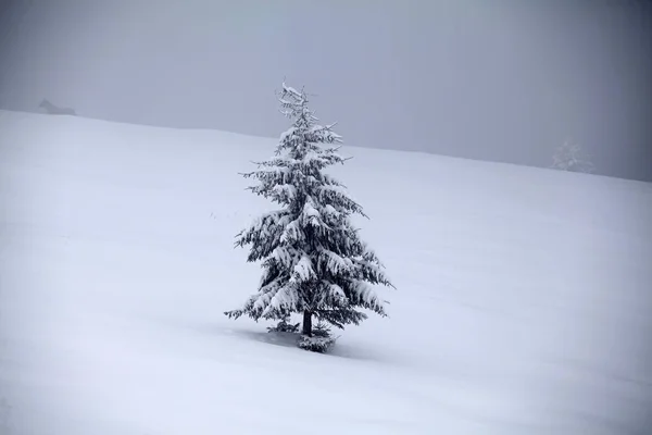 Fond Noël Nouvel Avec Des Arbres Hiver Dans Les Montagnes — Photo
