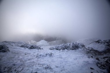 Dağlardaki sislerdeki karlı köknar ağaçları - sihirli tatil arka planı