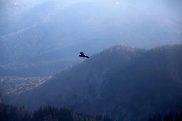 Vogel Fliegt Über Verschneite Berge — Stockfoto