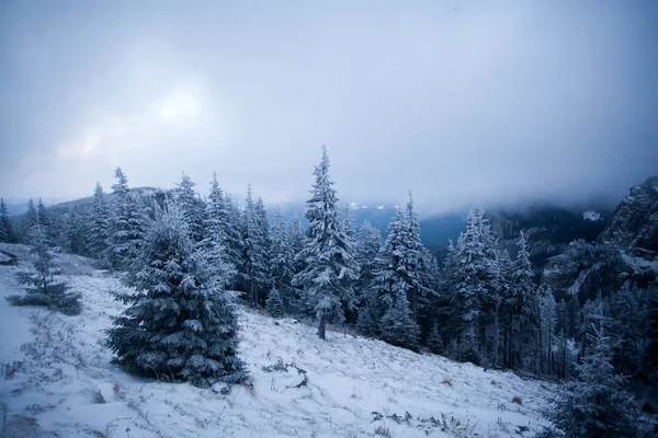 圣诞节和新年背景与冬天树在山覆盖以新鲜的雪魔术假日背景 — 图库照片