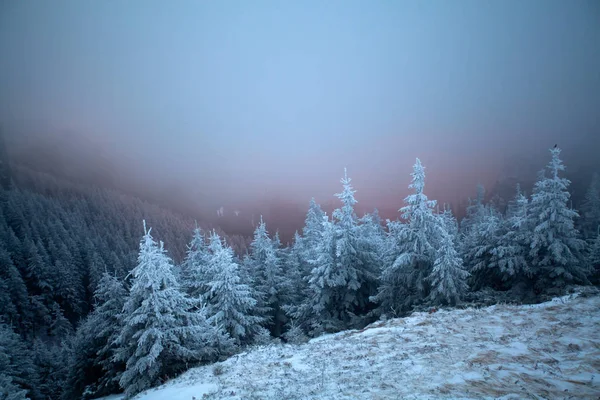 梦幻般的黎明冬季景观与戏剧性的日出 雾和雪 — 图库照片