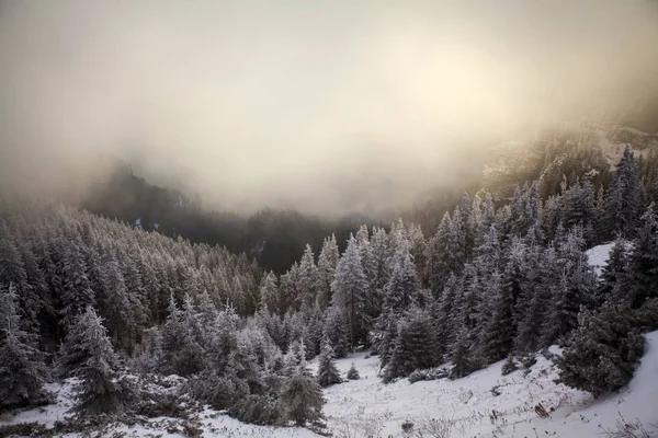 Fantastyczne Świt Zima Krajobraz Dramatyczne Sunrise Mgły Śniegu — Zdjęcie stockowe