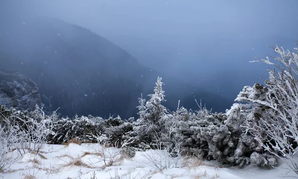 Snowy Fir Trees Fog Mountains Magic Holiday Background — Stock Photo, Image