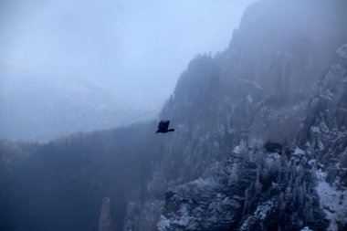 Karlı dağların üzerinde uçan kuş