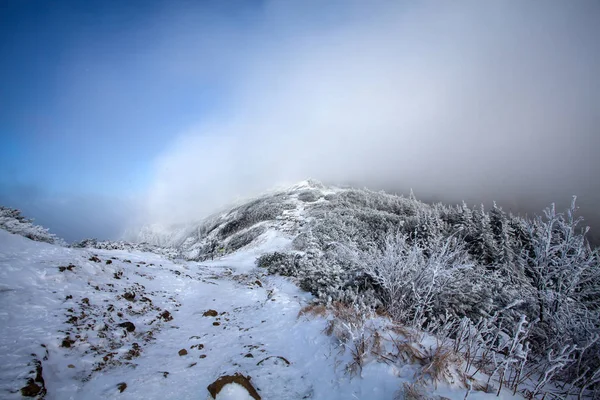 山の霧の中で雪のモミの木 マジックの休日の背景 — ストック写真