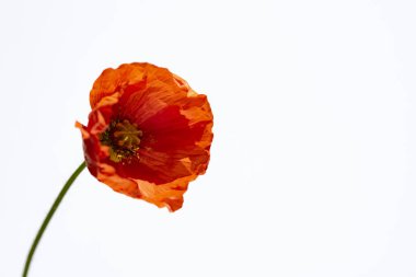 Beyaz haşhaş çiçekleri.