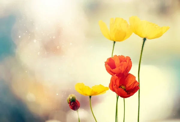 Poppies på fältet-hågkomst dag bakgrund. — Stockfoto