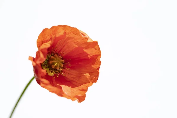 Poppy bloemen op wit. — Stockfoto