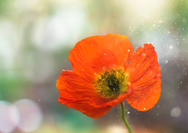 Amapolas en el campo - Fondo del Día del Recuerdo . — Foto de Stock